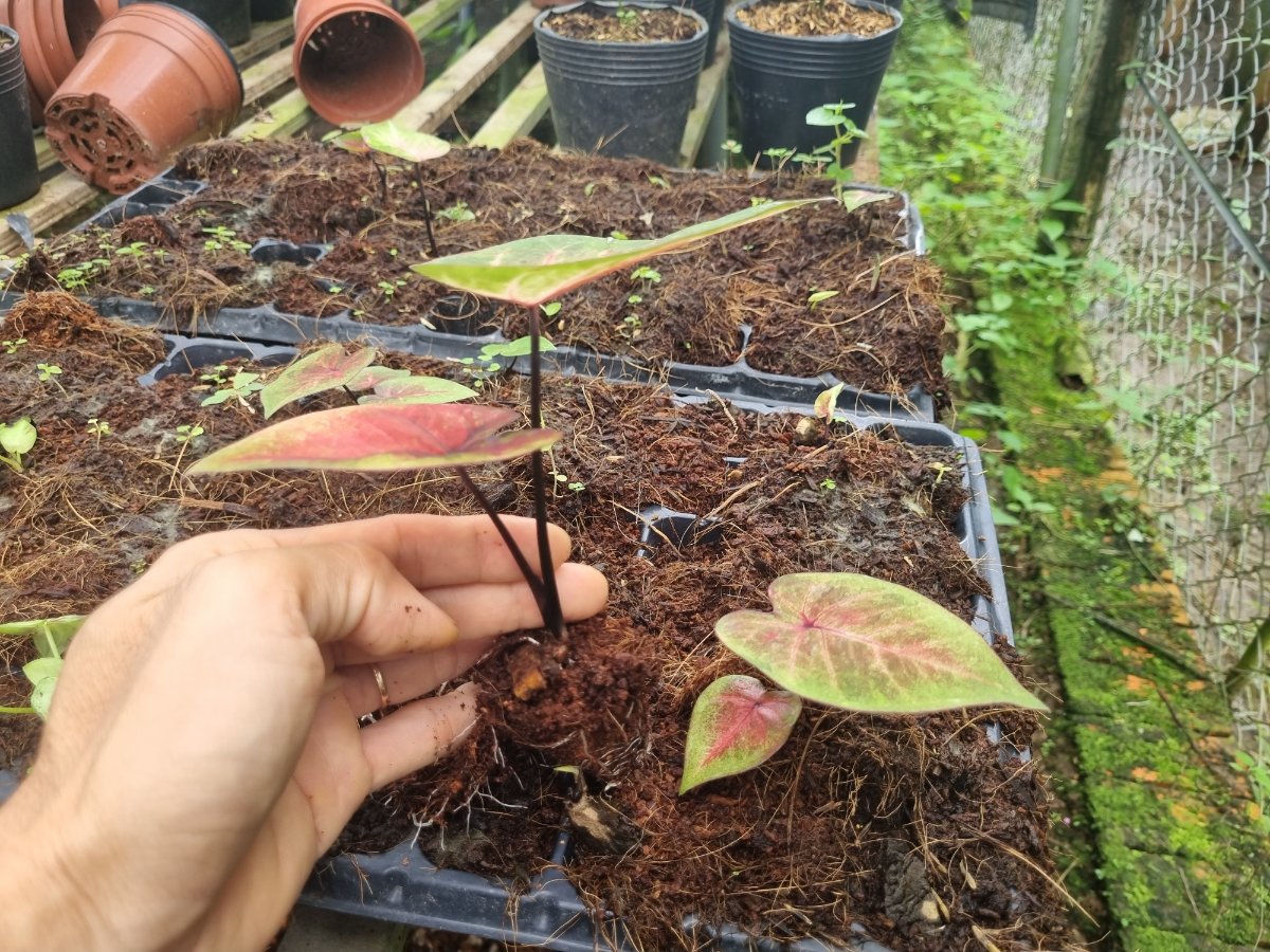 Những cây môn màu đã có từ hai lá và chiều cao của cuốn lá là từ 10 đến 15 cm trở lên có thể nhổ ra để trồng.