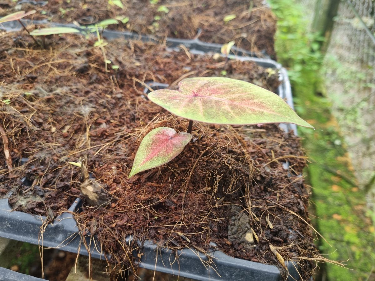 Những cây có hai lá Tuy nhiên thì cuốn lá chỉ cao dưới 10 cm thì tôi chưa đem trồng