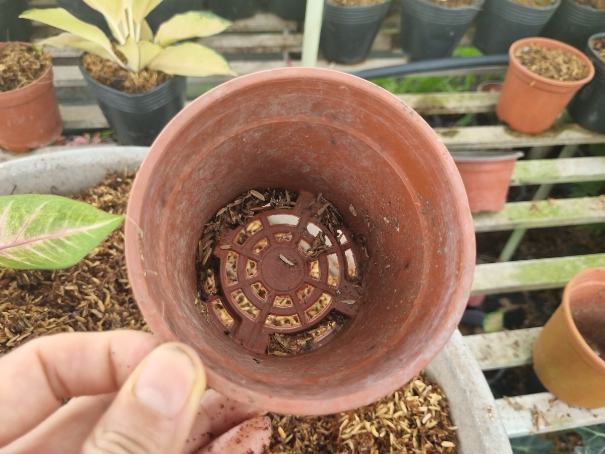 Chậu trồng cây con môn Caladium có nhiều lỗ thoát nước ở đáy chậu đường kính miệng chậu là khoảng 10 cm.