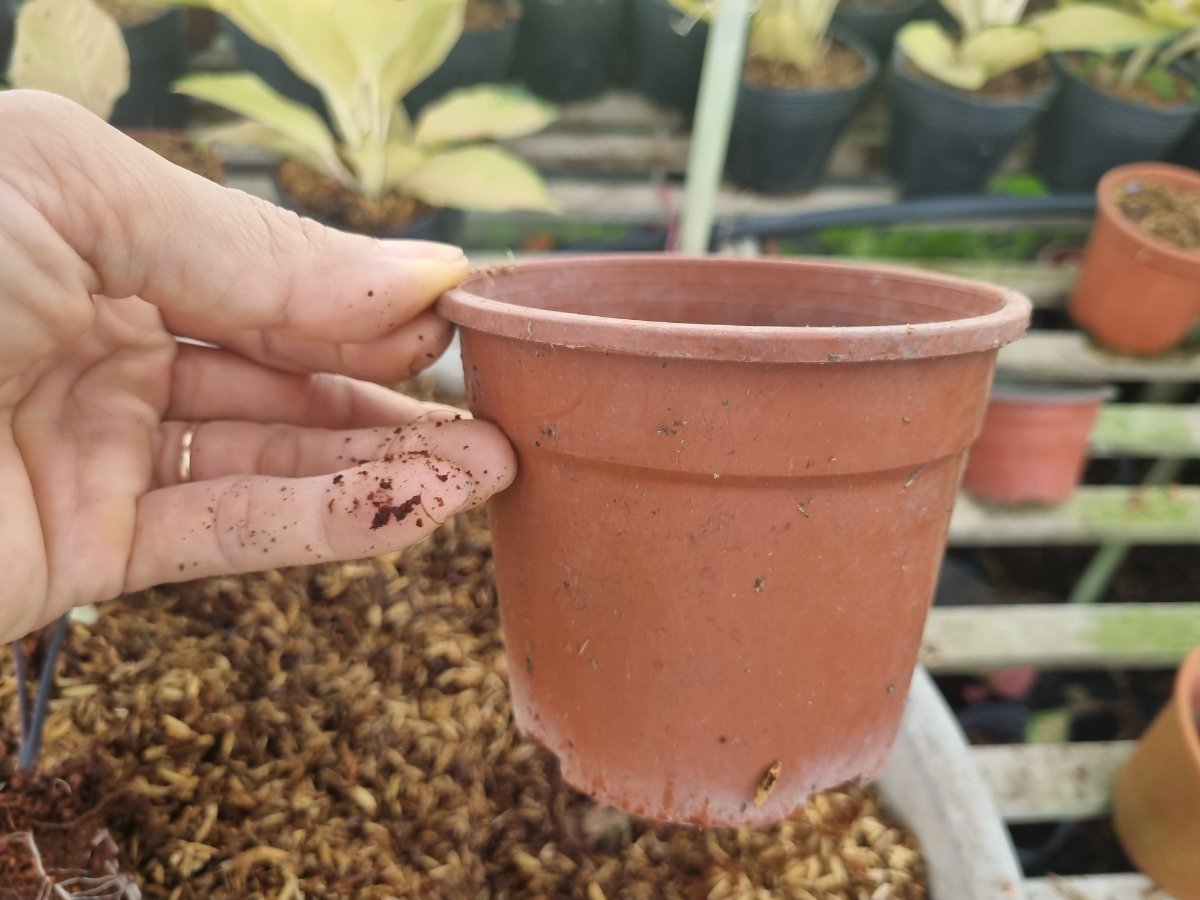 Chậu trồng cây con