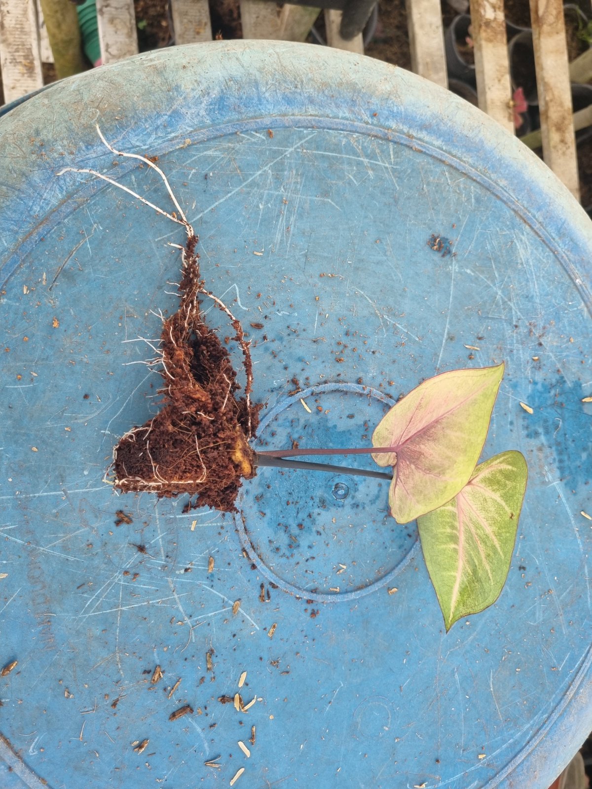 Cây con đủ khả năng trồng riêng.