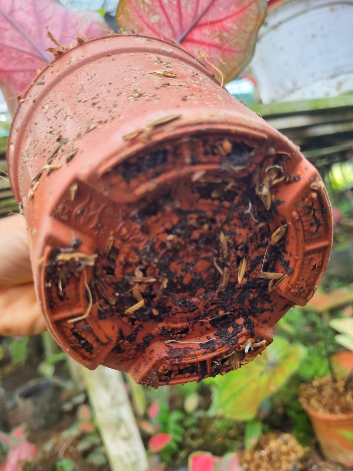 Những cây đã mọc lá non mới thì bên dưới rễ non cũng bắt đầu phát triển ra bên ngoài đáy chậu