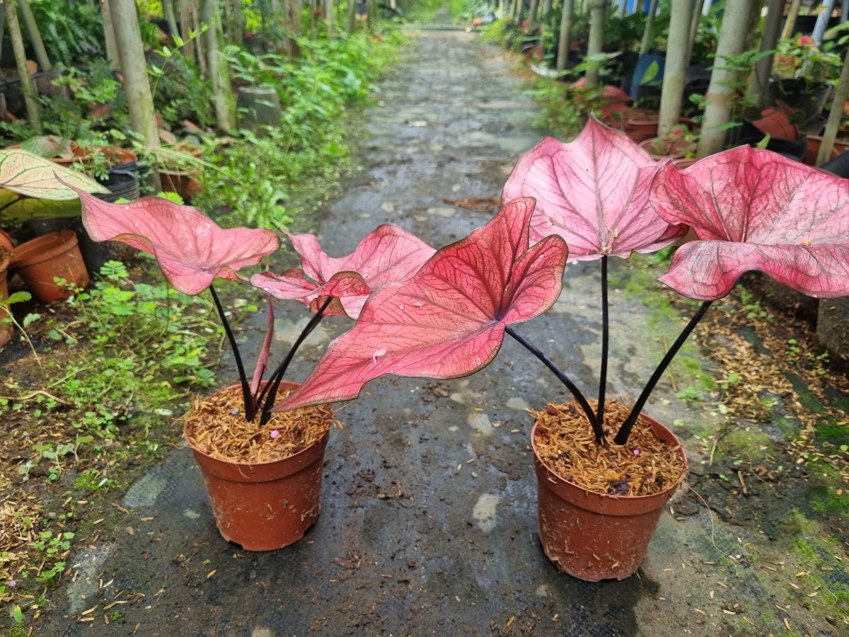 Cây bên trái phát triển một lá non mới thì rễ của mọc ra ở bên dưới, cây bên phải được phát triển chậm hơn vẫn chưa có lá non mới và rễ vẫn chưa phát triển ra bên ngoài đáy chậu