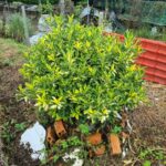 Nhật ký trồng cây thần tài cẩm thạch (African jasmine)