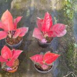 Phân biệt hai giống Lộc son