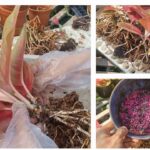 Trồng và nhân giống cây Hồng Phát (Aglaonema) tại vườn