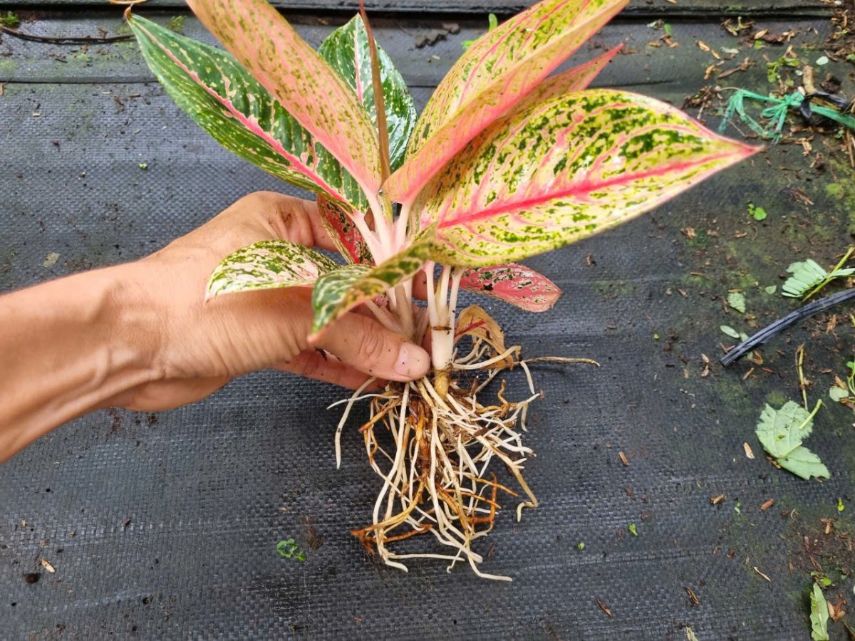Bộ rễ cây Thịnh Vượng.