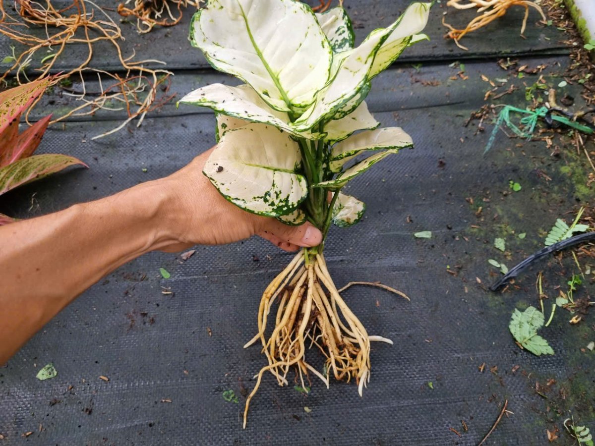 Bộ rễ cây vạn lộc trắng.