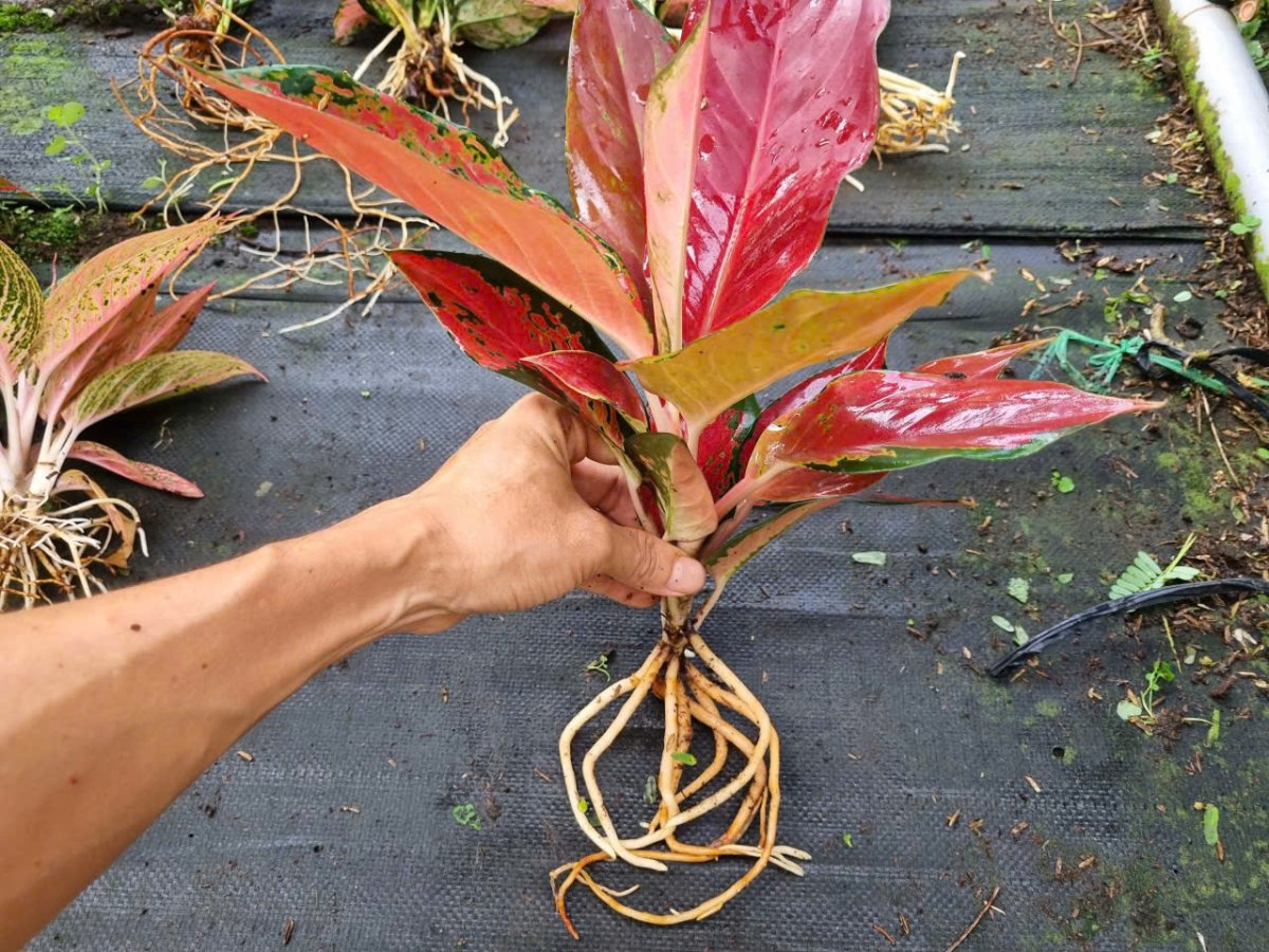 Bộ rễ cây vạn lộc đỏ huyết long.