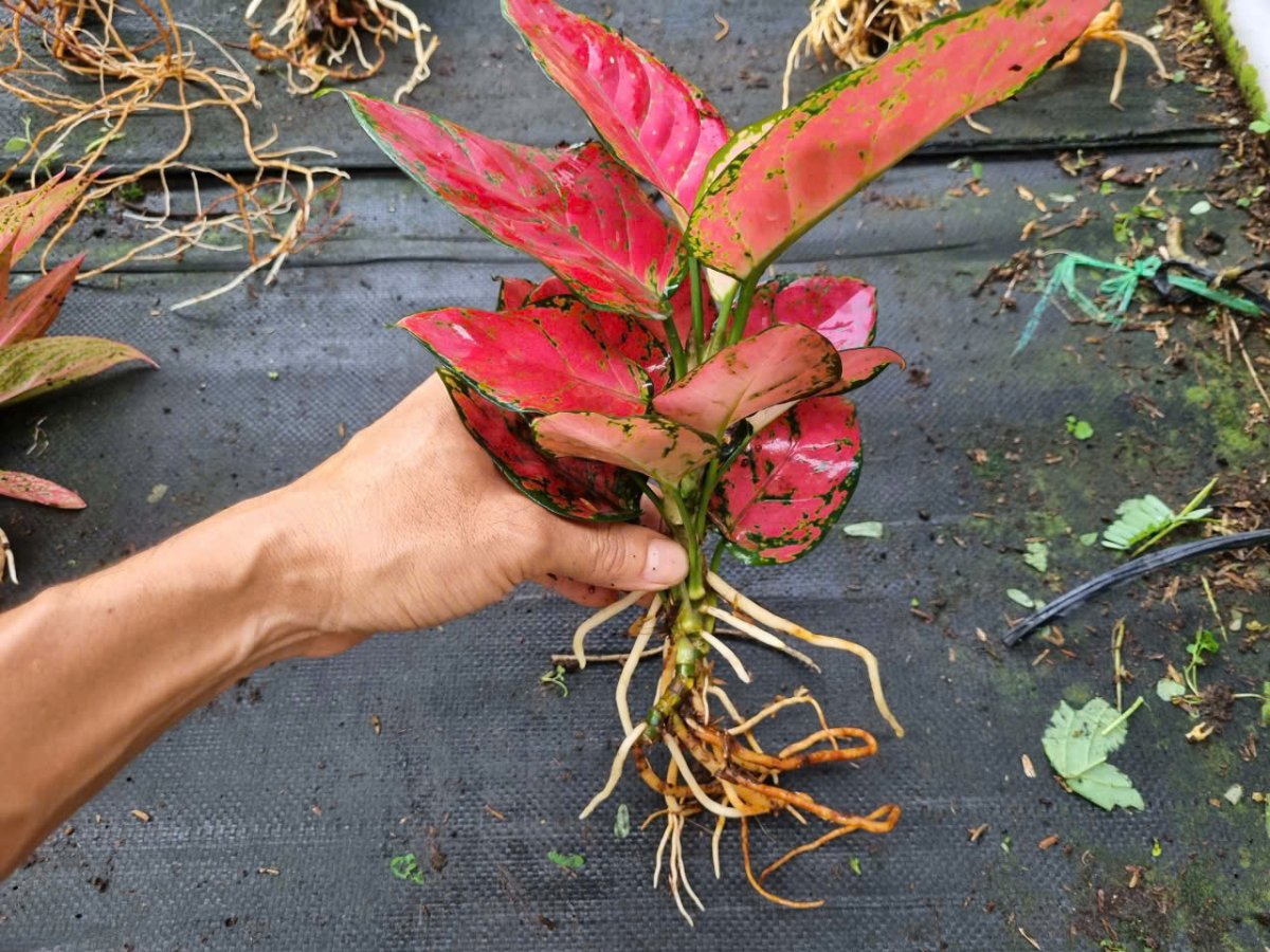 Bộ rễ cây vạn lộc đỏ.