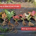 Học Chăm Kiểng Lá Qua Bộ Rễ: Bí Quyết Trộn Giá Thể & Chăm Sóc Họ Vạn Lộc