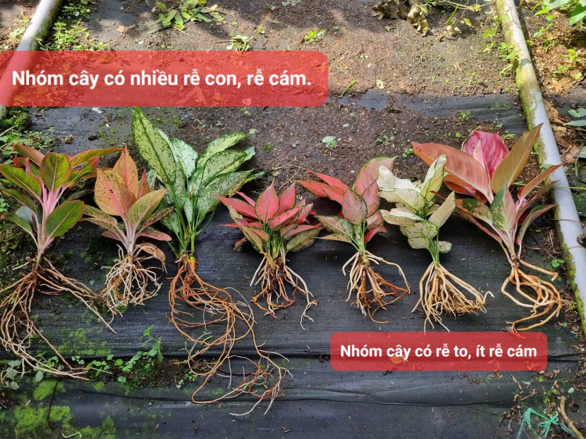 Tổng thể hình thái rễ của 7 loại cây họ vạn lộc.