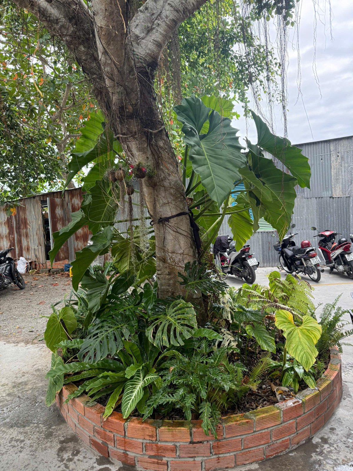 Hình ảnh bồn trồng cây kiểng do bạn Thái Sơn cung cấp.
