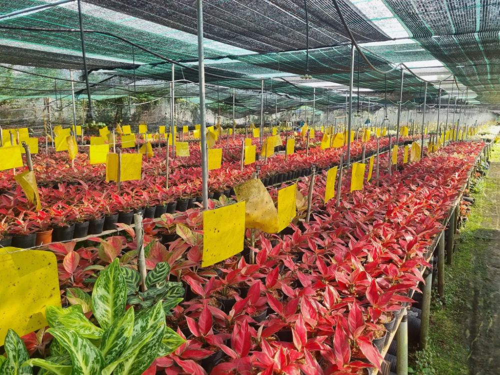 Ảnh Vườn Vân Loan