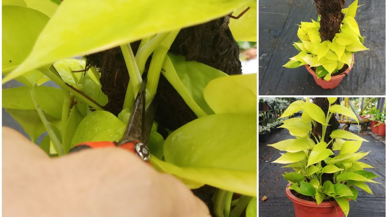 Trầu bà leo cột.