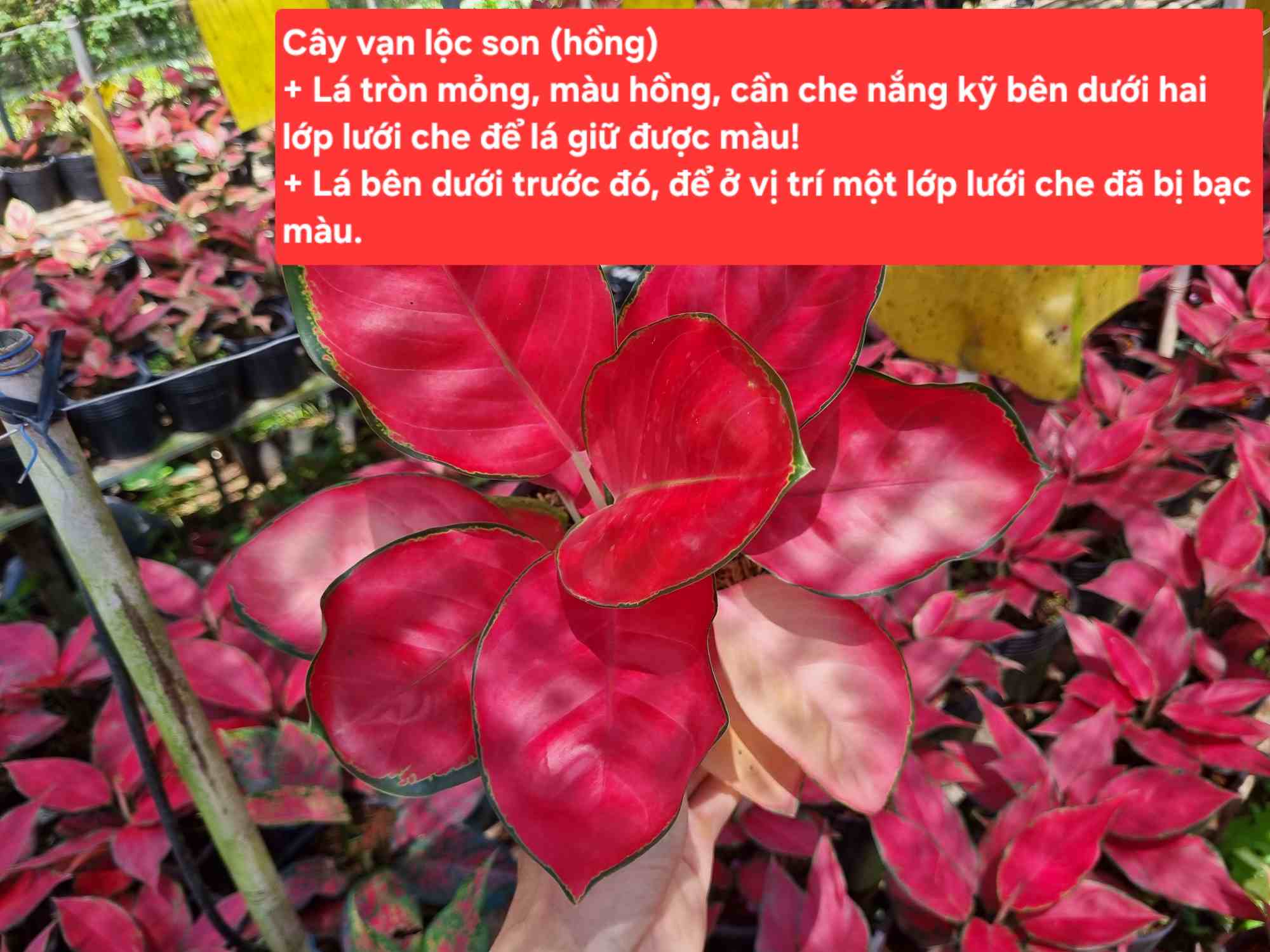 VỊ TRÍ TRỒNG CÂY VÀ MÀU SẮC CÂY VẠN LỘC 
