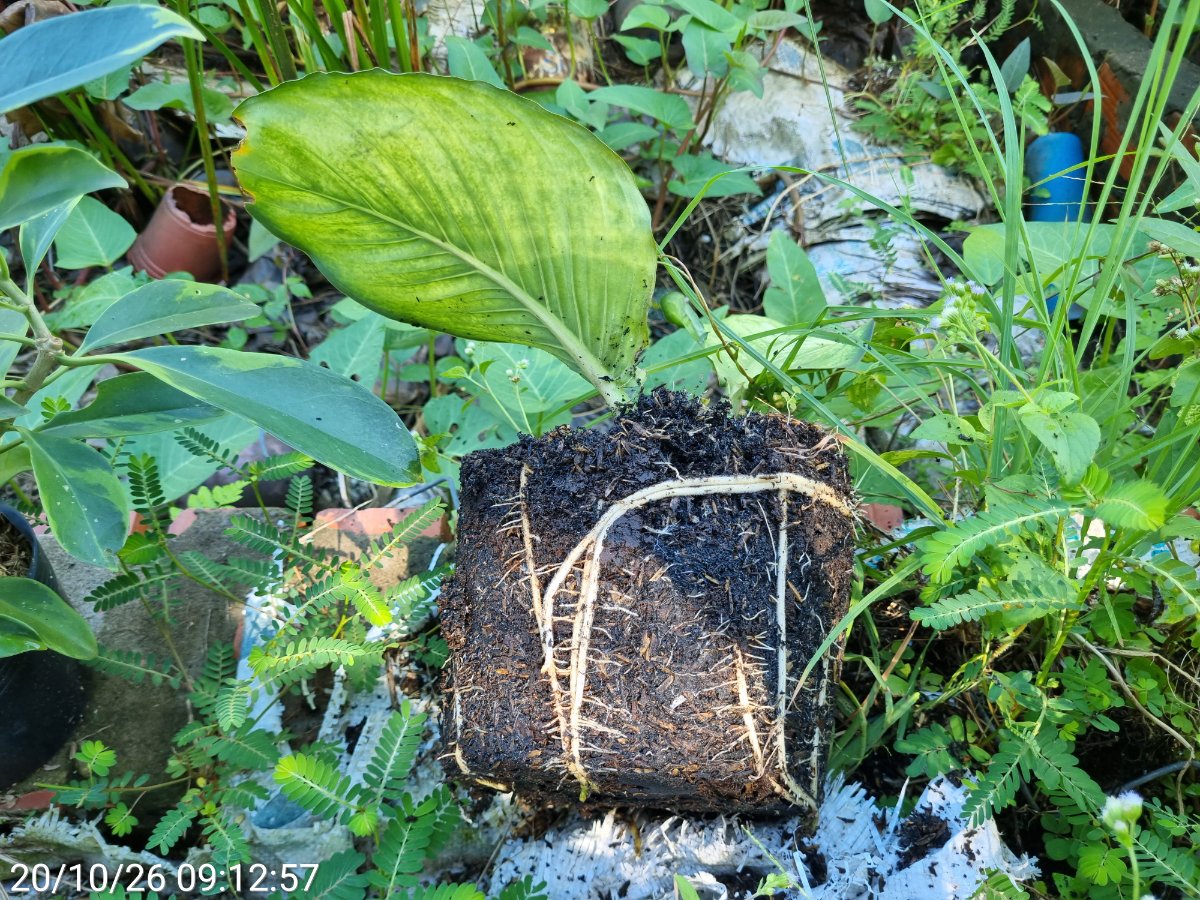 Giá thể trồng cây Thiên Hoàng