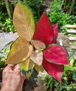 Cây vạn lộc Hoàng Kim - Ảnh 14