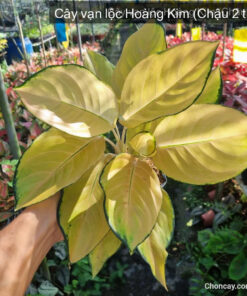 Cây vạn lộc Hoàng Kim - Ảnh 6