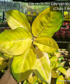 Cây vạn lộc Hoàng Kim - Ảnh 8