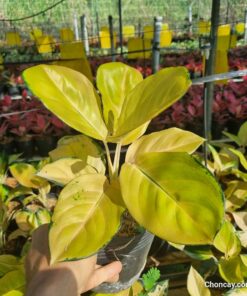 Cây vạn lộc Hoàng Kim - Ảnh 10