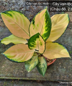 Cây vạn lộc Hoàng Kim - Ảnh 11