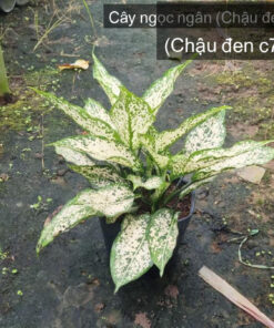 Cây ngọc ngân - Chậu đen c7 (2 thân) tại Vườn chú Phương, Sa Đéc