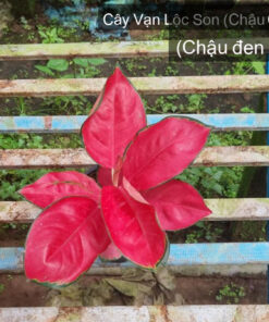 Cây Vạn Lộc Son