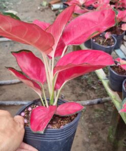 Cây Vạn Lộc Son - Chậu đen 1 thân (đỏ hồng) tại Vườn cô Dung, Sa Đéc