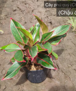 Cây phú quý