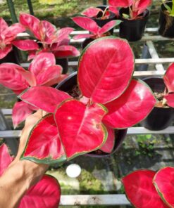 Cây Vạn Lộc Son - Chậu 1 thân (Hồng) tại Lái cũ (HAI THIỆN (0947632964)), Sa Đéc