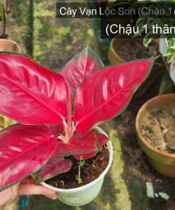 Cây Vạn Lộc Son - Chậu 1 thân hàng đẹp 23.08 tại Hoa kiểng Khoa Nam, Sa Đéc