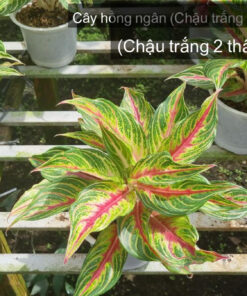 Cây hồng ngân - Chậu trắng 2 thân (gân đỏ hồng) tại HOA KIỂNG THANH VÂN, Sa Đéc