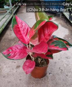 Cây Vạn Lộc Son - Chậu 3 thân hàng đẹp ( Trung Quốc) tại HOA KIỂNG ÚT NHỰT, Sa Đéc