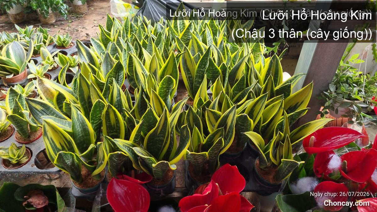 Cây bán ngày 27/07/2026 ( Vạn lộc son, trầu bà, lan ý, Trường sinh Cẩm Diệp) - Lưỡi Hổ Hoàng Kim - Chậu 3 thân (cây giống)