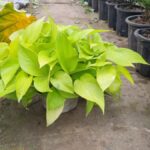 Trầu Bà Thái Vàng