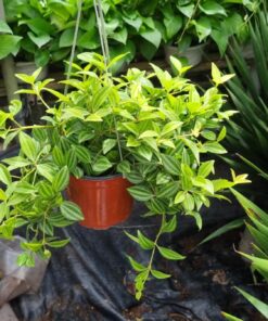 Cây bình an - Chậu treo mini tại HOA KIỂNG ÚT NHỰT, Sa Đéc