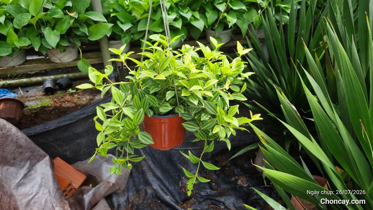 Cây bình an - Chậu treo mini tại HOA KIỂNG ÚT NHỰT, Sa Đéc