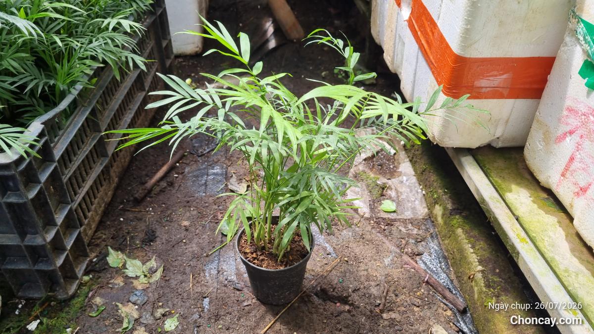 Cau Tiểu Trâm - Chậu đen (size trung) tại HOA KIỂNG ÚT NHỰT, Sa Đéc
