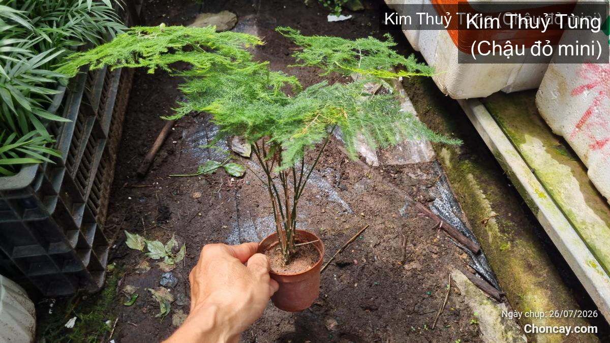 Cây bán ngày 27/07/2026 ( Vạn lộc son, trầu bà, lan ý, Trường sinh Cẩm Diệp) - Kim Thuỷ Tùng - Chậu đỏ mini