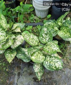 Cây vạn lộc trắng