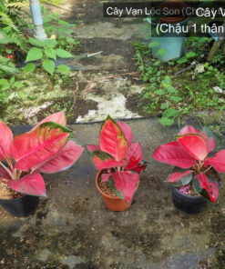 Cây Vạn Lộc Son