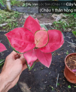 Cây Vạn Lộc Son - Chậu 1 thân hồng mini 31.7.26 tại Vườn Vân Loan, Sa Đéc