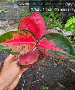 Cây Vạn Lộc Son - Chậu 1 thân đỏ mini (cây 2) 31.7.26 tại Vườn Vân Loan, Sa Đéc