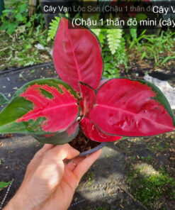 Cây Vạn Lộc Son - Chậu 1 thân đỏ mini (cây 1) 31.7.26 tại Vườn Vân Loan, Sa Đéc