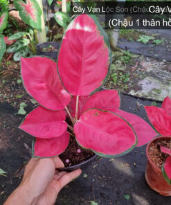 Cây Vạn Lộc Son - Chậu 1 thân hồng 31.7.26 tại Vườn Vân Loan, Sa Đéc